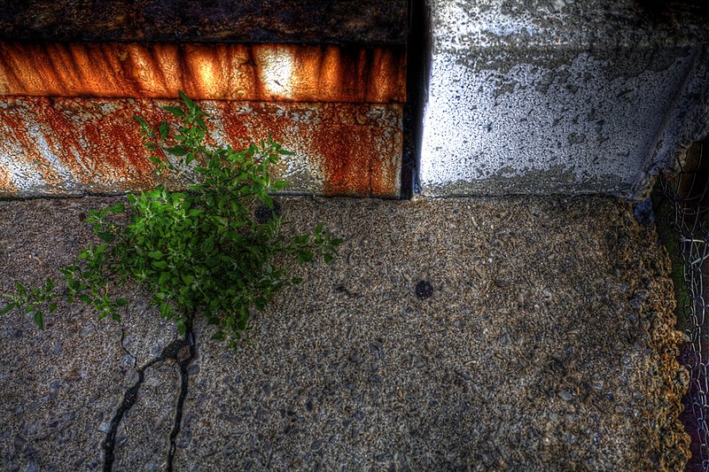 Weed in rust2.jpg