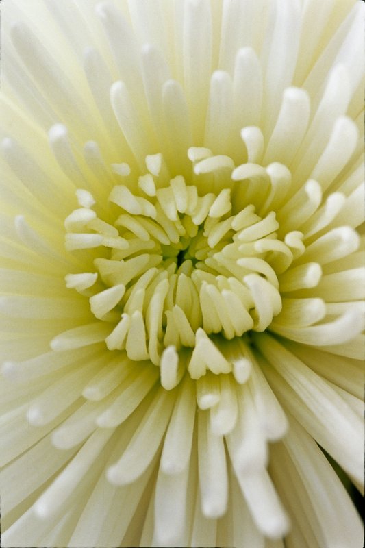 White Mum.jpg