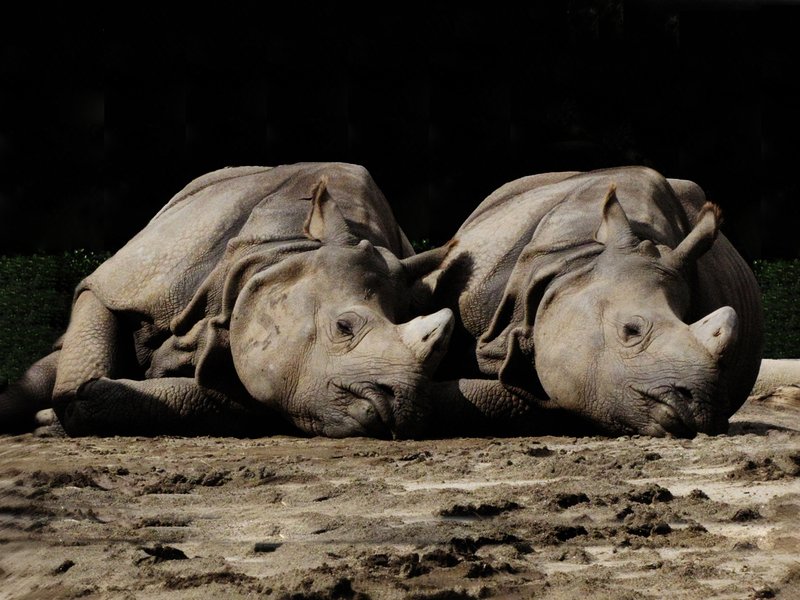 sleeping beauties 3606.jpg ::                                