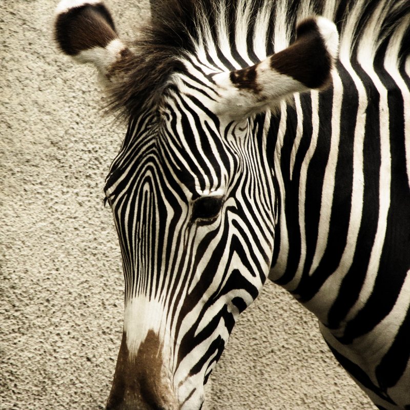 zebra 3655.jpg ::                                