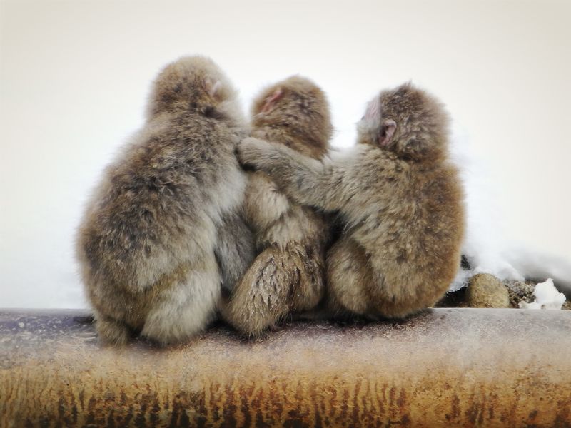 106. three monkeyteers 83621.jpg