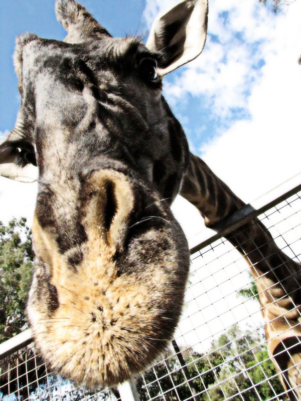 112. Up Close and Personal giraffe 3590.jpg
