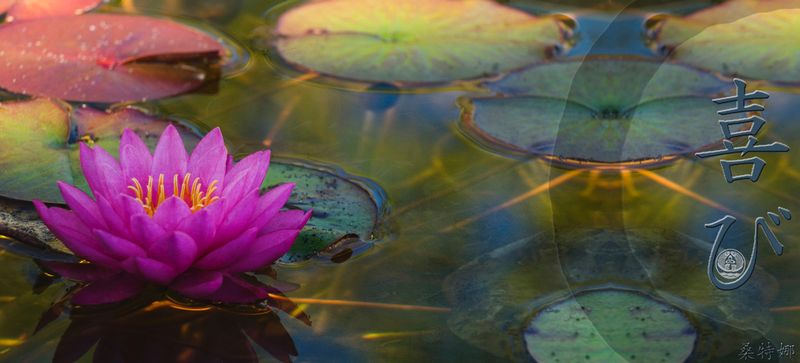120. Joy and Hope Lotus picture collage1.jpg