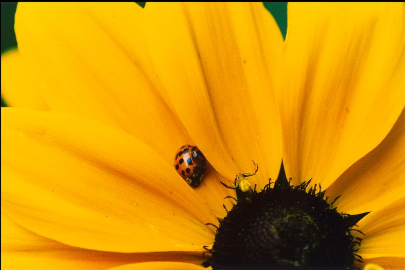 201. Spider and Ladybug standoff 73282_41.jpg