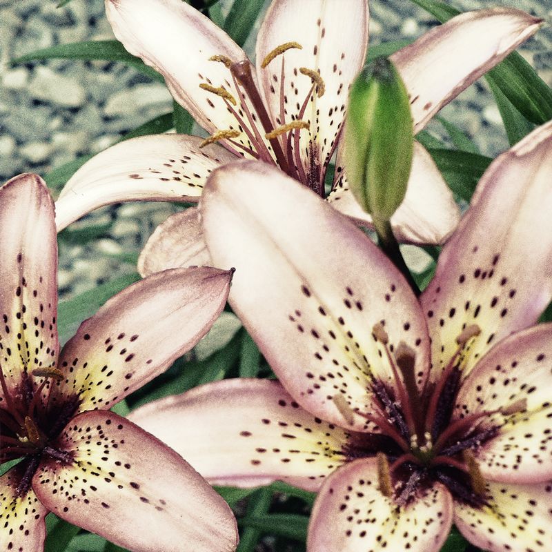 202. Pink Tiger Lillies 01141.jpg