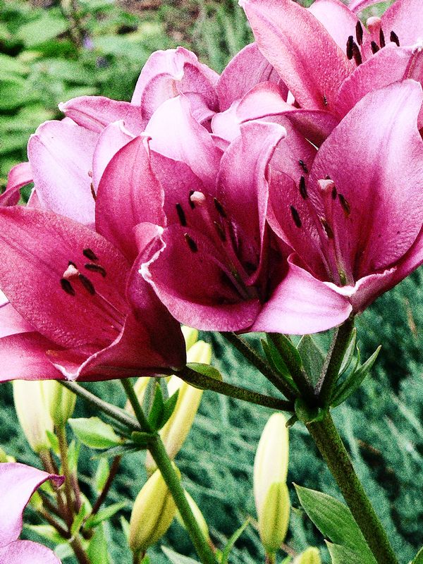 203. Bunch of Pink Tigerlillies 01071.jpg