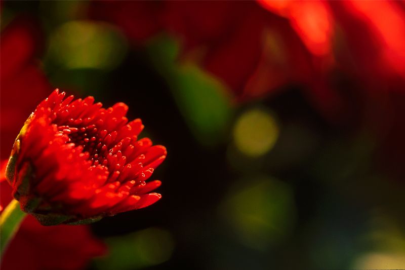 204. Good Morning Sunshine 73395_5_CM1.jpg