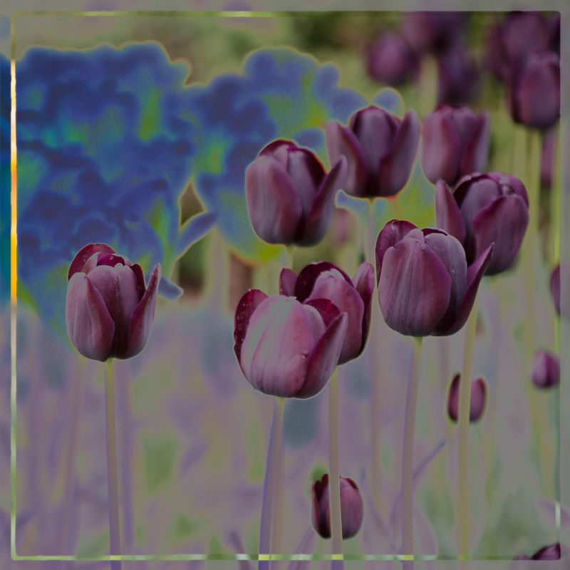 35. Purple Tulips_1172.jpg