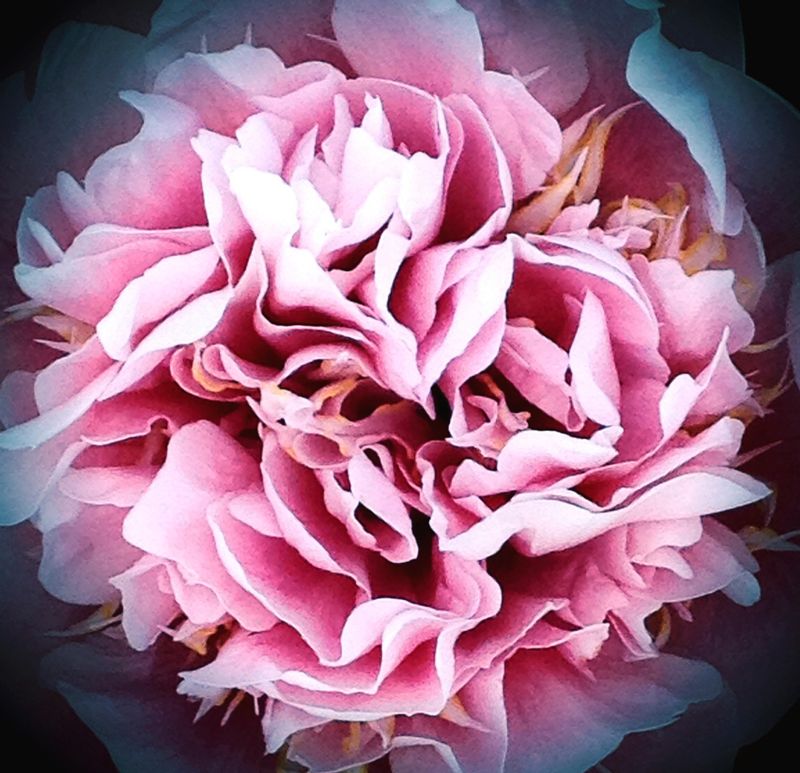 Pink Dream_3176.jpg