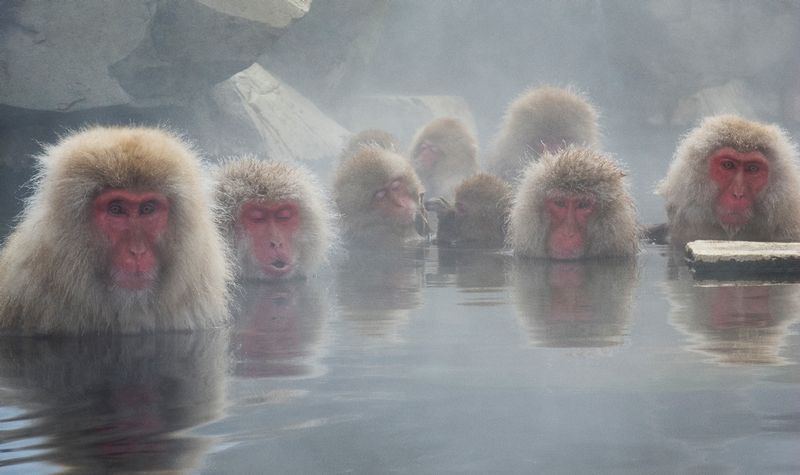 Snow Monkeys of Nagano 8293.jpg