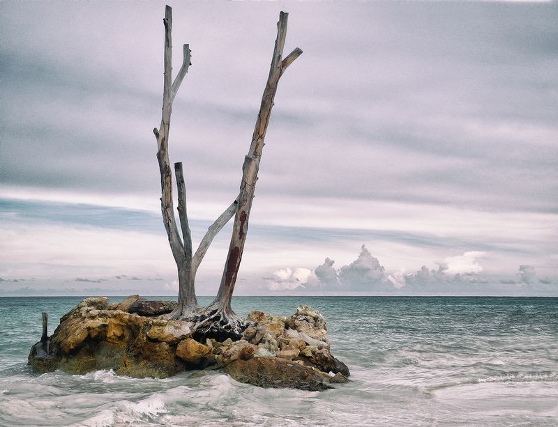 tree  rock in DR ocean 0173.jpg