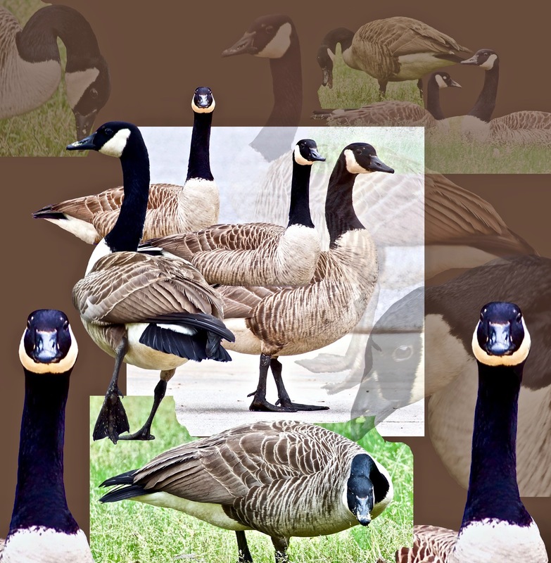 Coronavirus Collection Feathers 4-11-20   copy.jpg :: CoronaVirus Collection (Geese on Driveway)