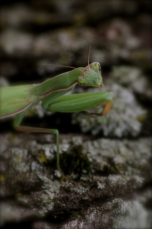 IMG_6522.jpg