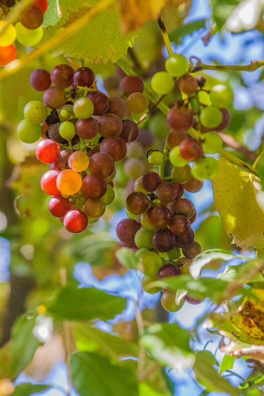 lizasgrapes-13-1191.jpg