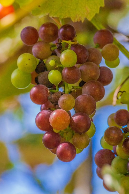 lizasgrapes-13-1194.jpg