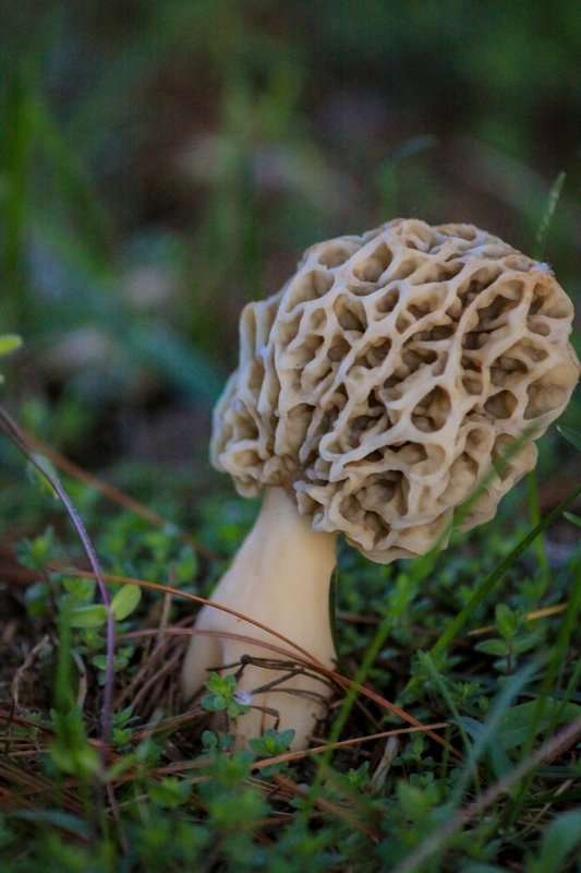 morel13-9595.jpg