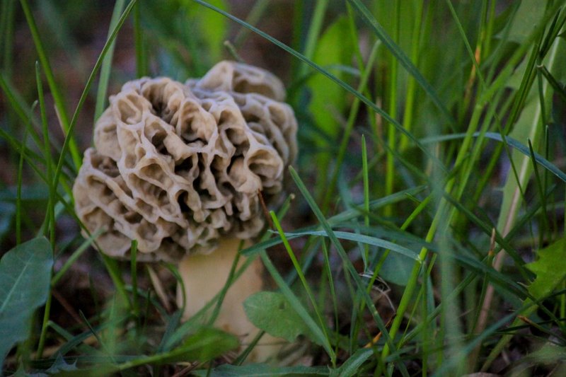 morel13-9608.jpg
