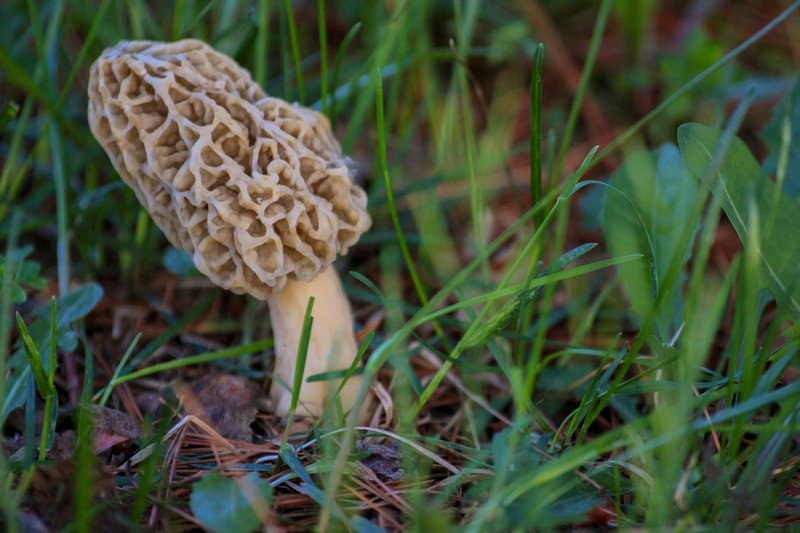 morel13-9618.jpg
