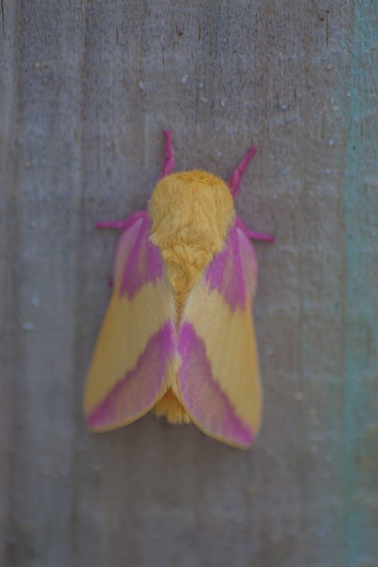 moth-13-0352.jpg