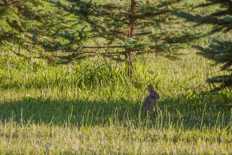 rabbit-13-0183.jpg