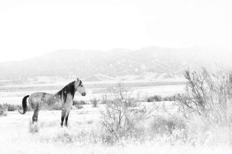 AK3A0148bw(1).jpg