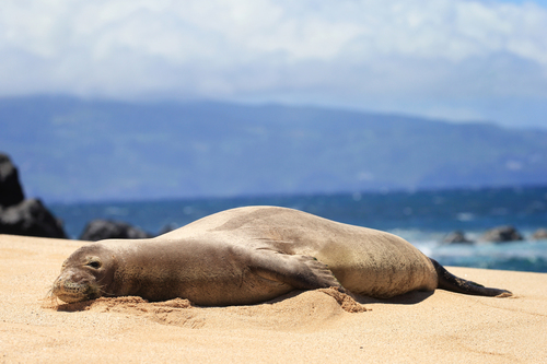 HAWAIIAN SEALS様 リクエスト 4点 まとめ商品 Hawaiian Monk Seals