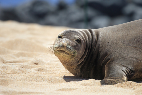 Hawaiian Monk Seals