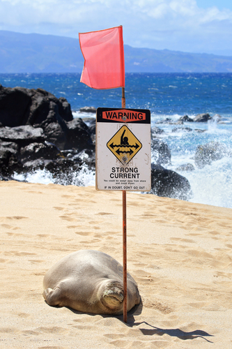 Hawaiian Monk Seals