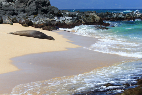 Hawaiian Monk Seals