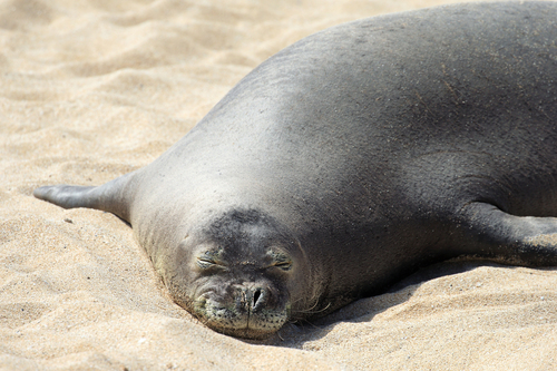 HAWAIIAN SEALS様 リクエスト 4点 まとめ商品 Hawaiian Monk Seals