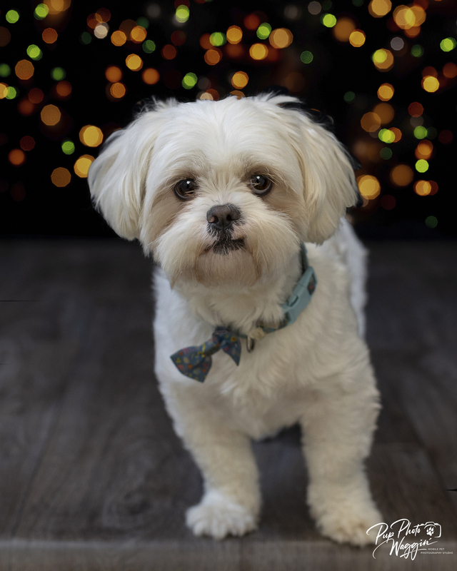 Christmas Birdie.jpg