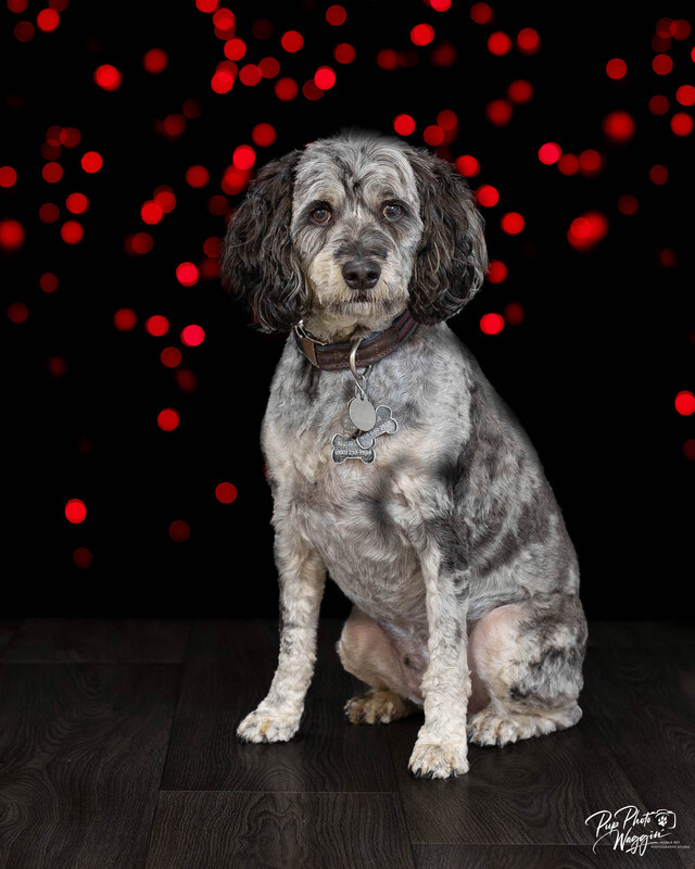 Christmas Lights-1.jpg