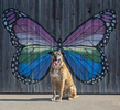 Butterfly-1.jpg