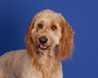 Charlie-1.jpg