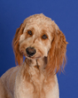 Charlie-4.jpg
