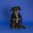 Cooper-3.jpg