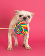 Cupcake-4.jpg
