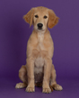 Josie-2.jpg