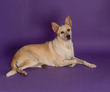 Tilly-1.jpg