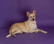 Tilly-2.jpg