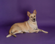 Tilly-3.jpg
