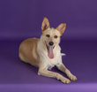 Tilly-4.jpg