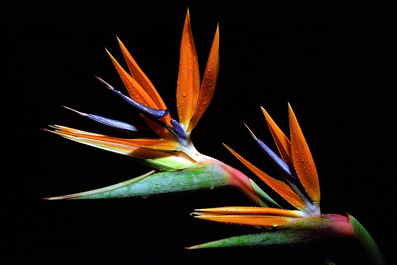 2 Pas De Deux.jpg :: Two vibrant bird of paradise blossoms against black