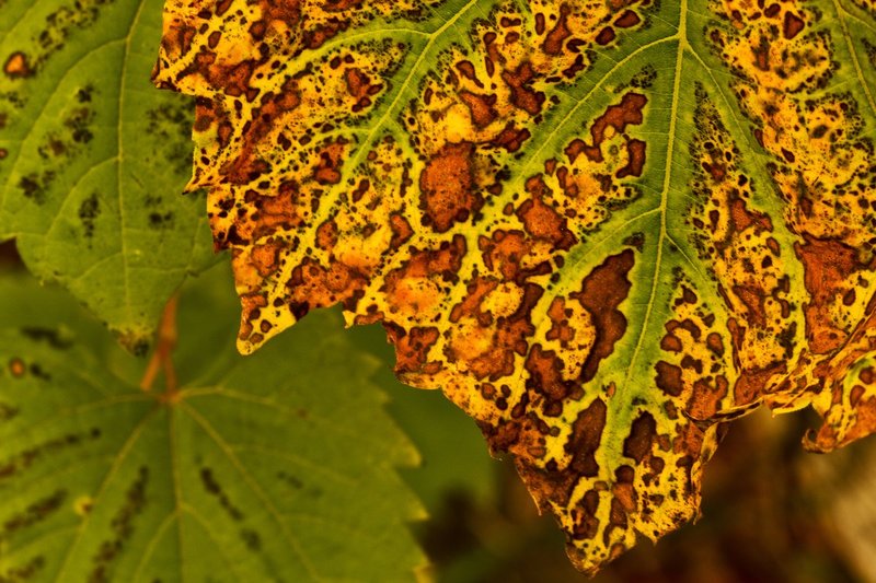 Autumn Painted Leaves Macro_7191.jpg