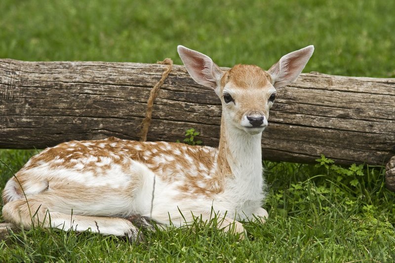 Baby Deer.jpg