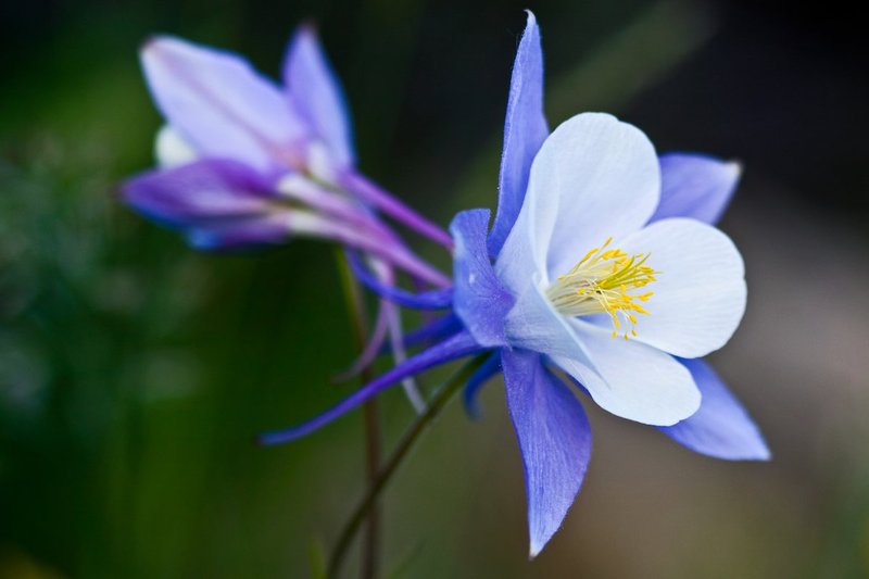 Breckenridge_Columbine_2604-2.jpg