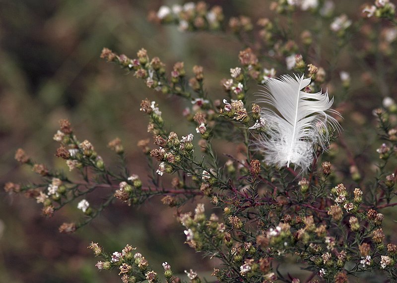 Captured in Flight.jpg