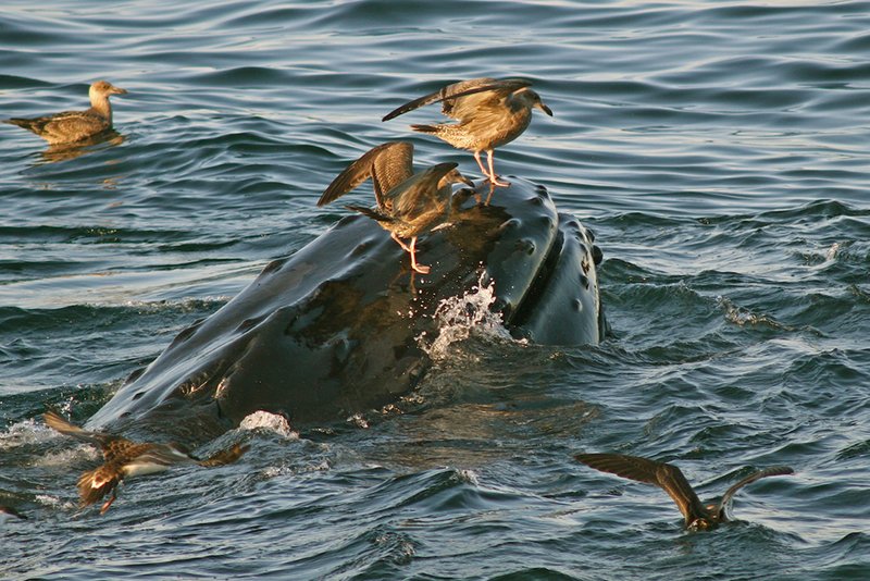 Catching a Ride.jpg