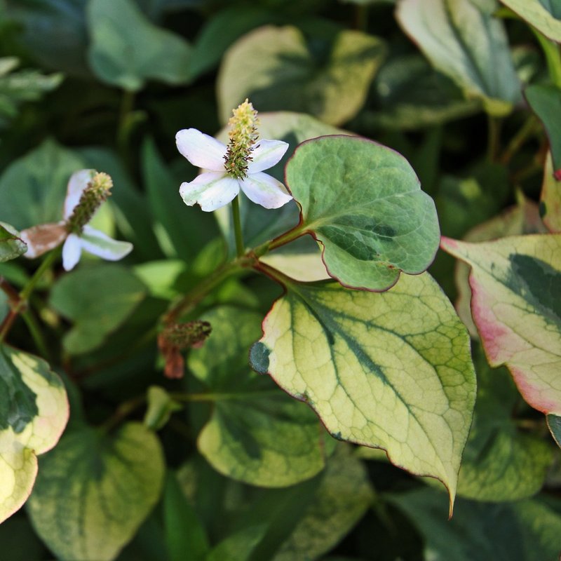 Chameleon Plant Bloom.jpg