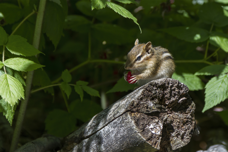 Chipmunk with Raspbery_Taqua Woods_3578.jpg